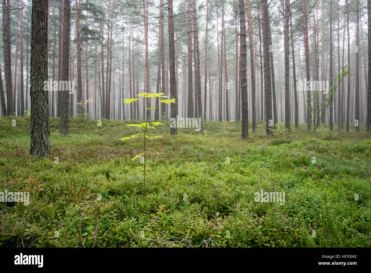 Misty morning in the woods Stock Photo - Alamy