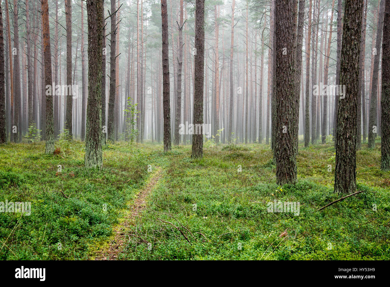 Misty morning in the woods Stock Photo - Alamy
