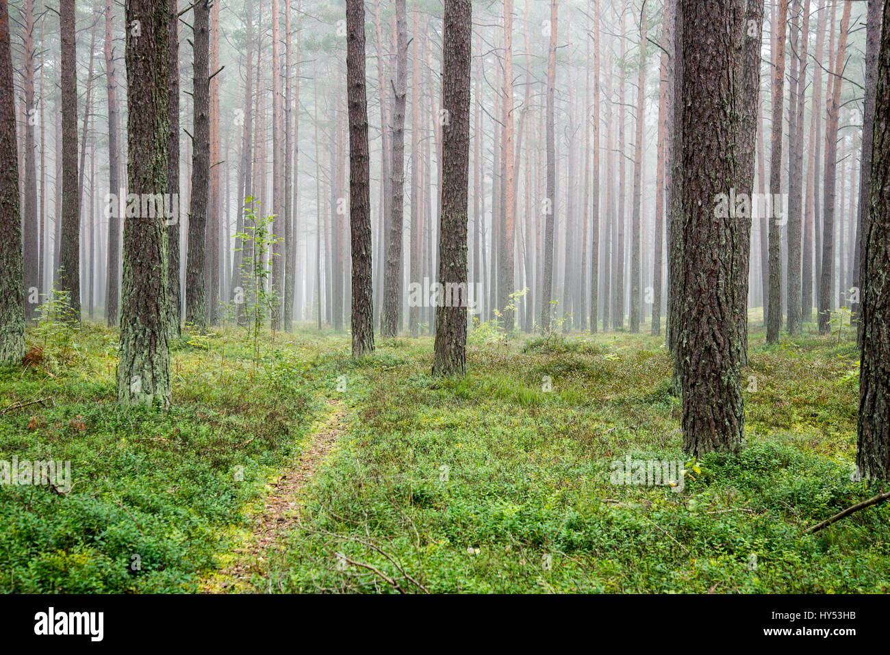 Misty morning in the woods Stock Photo - Alamy