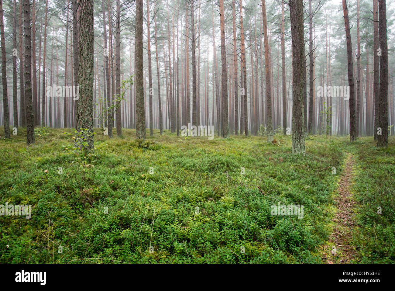 Misty morning in the woods Stock Photo - Alamy