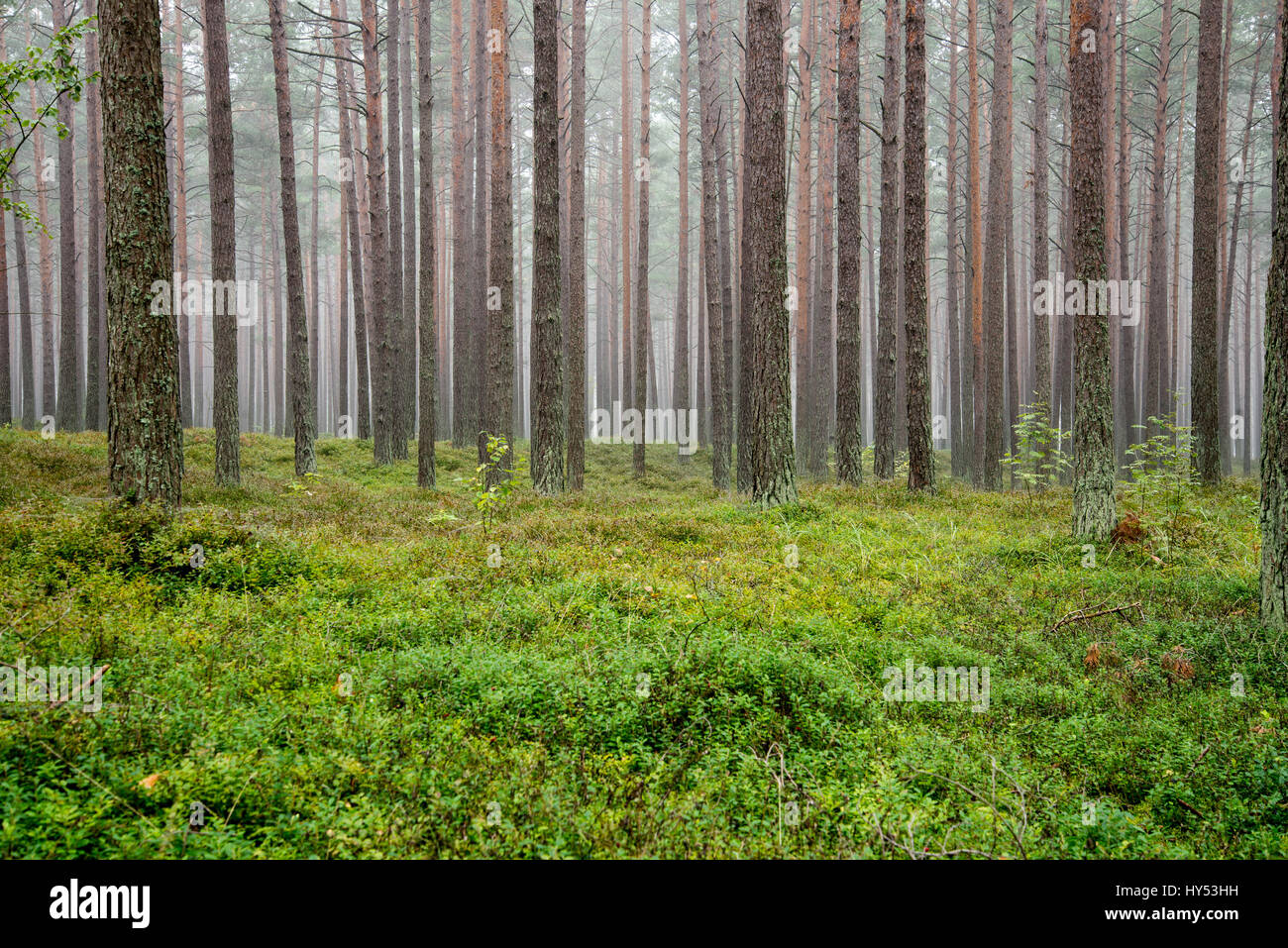 Misty morning in the woods Stock Photo - Alamy