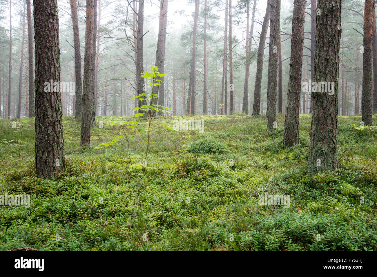 Misty morning in the woods Stock Photo - Alamy