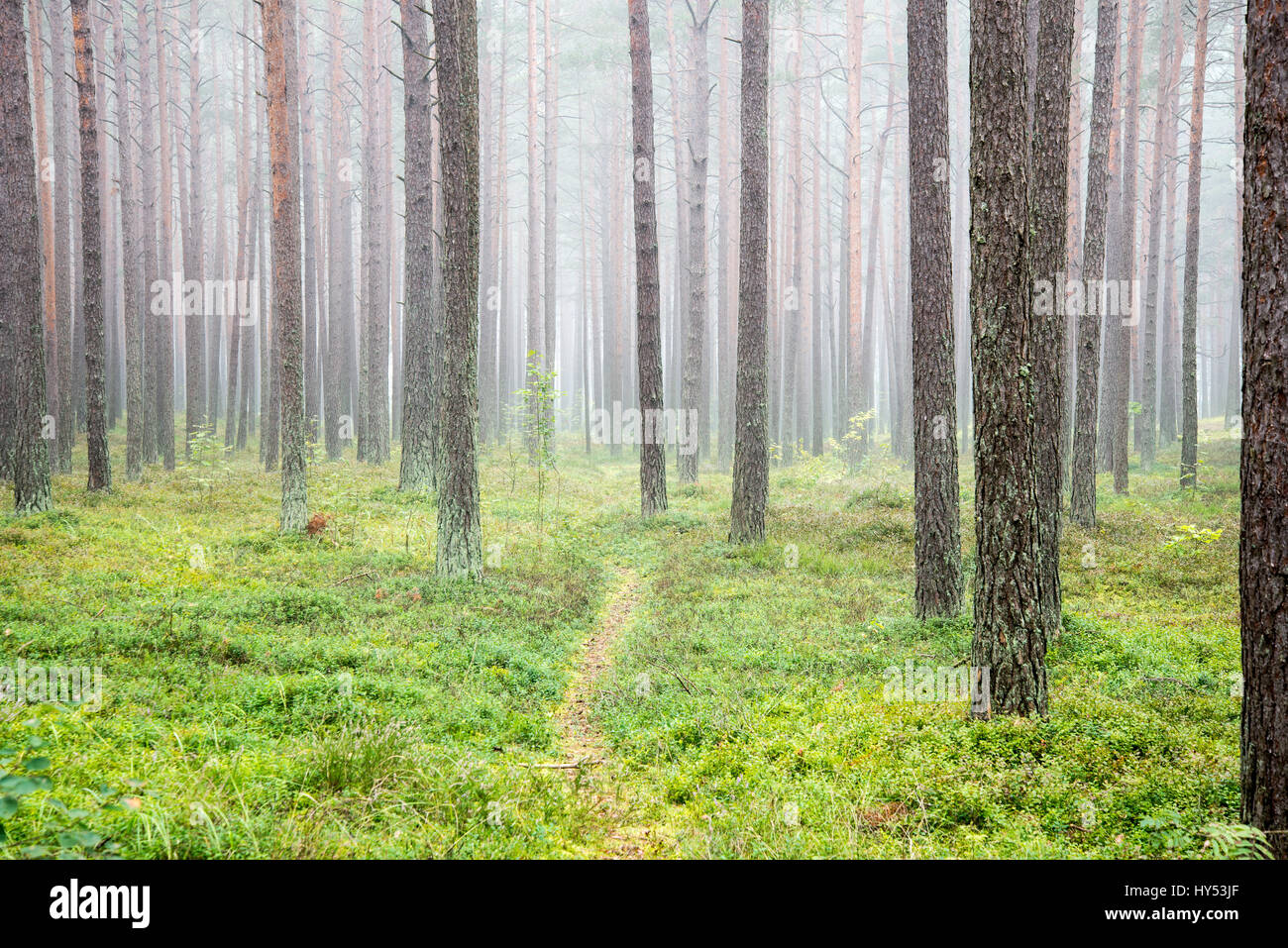 Misty morning in the woods Stock Photo - Alamy