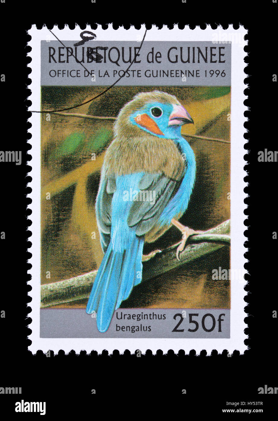 Postage stamp from Guinea depicting a red-cheeked cordon-bleu or red-cheeked cordonbleu (Uraeginthus bengalus) Stock Photo