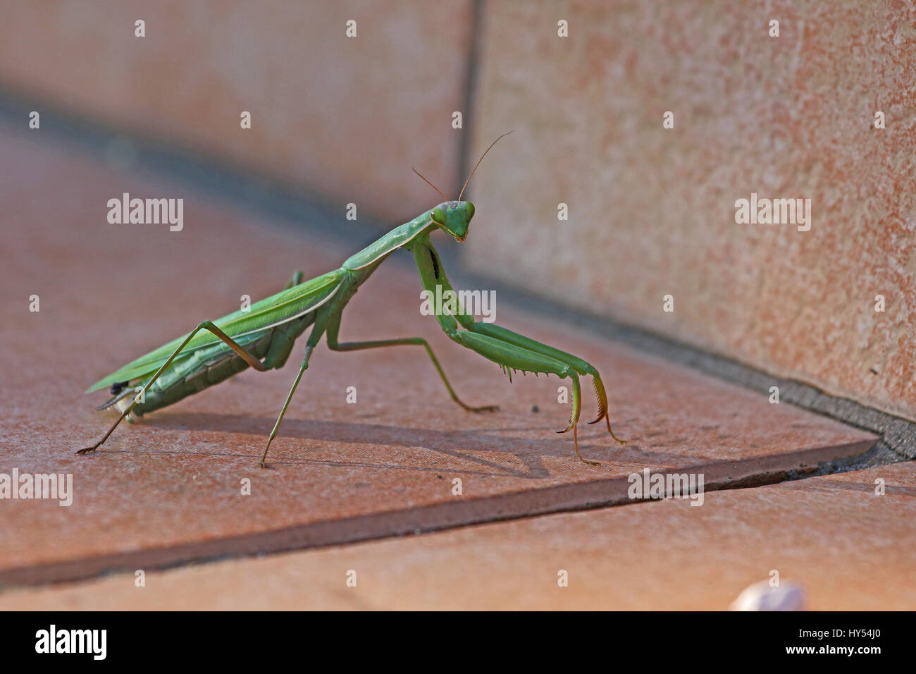 praying-mantis-or-mantid-very-close-up-latin-name-mantis-religiosa