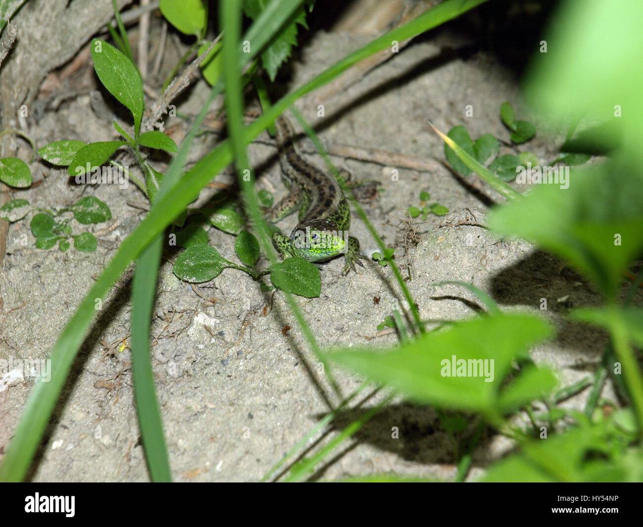 Patterned lizard hi-res stock photography and images - Alamy
