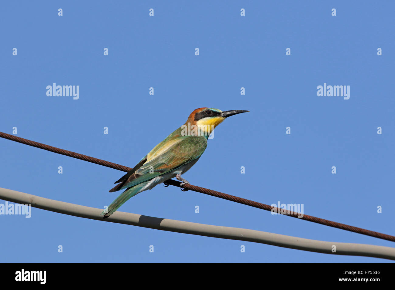 bee eater Latin name merops apiaster very close up perched on a wire in Italy gruccione Stock Photo