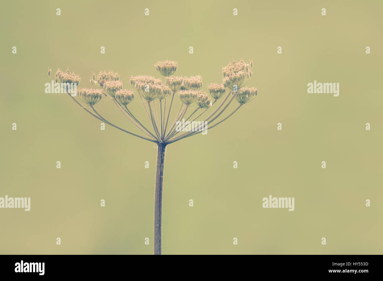 Queen Anne's Lace Stock Photo