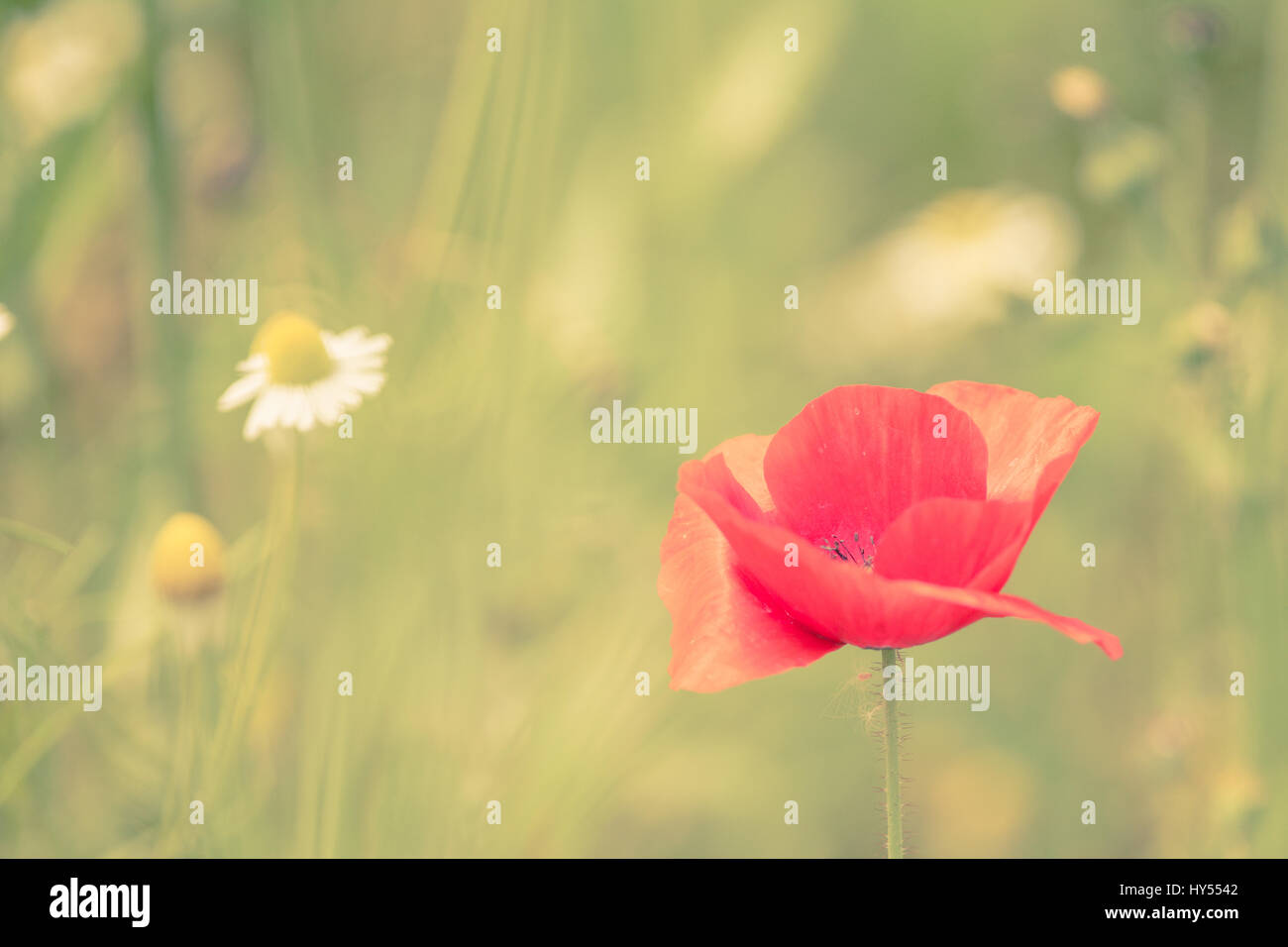 Poppies in a field Stock Photo