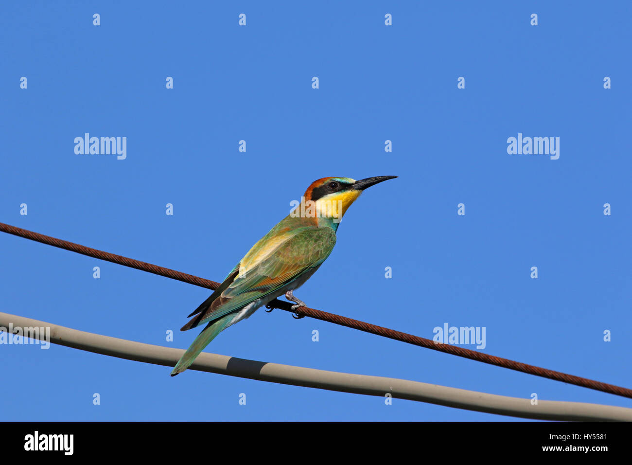 bee eater Latin name merops apiaster very close up perched on a wire in Italy gruccione Stock Photo