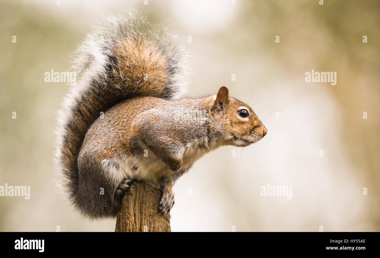 Rural grey squirrel hi-res stock photography and images - Alamy