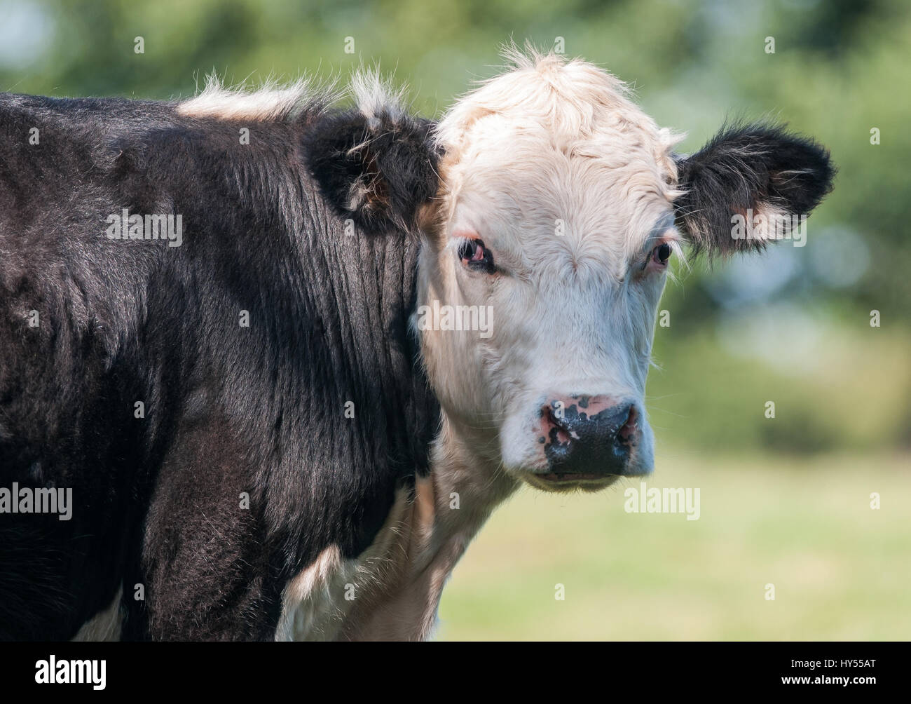 Close up of a Cow Stock Photo - Alamy