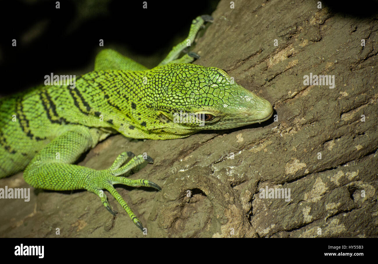 Close up of a Green Tree Monitor Lizard Stock Photo