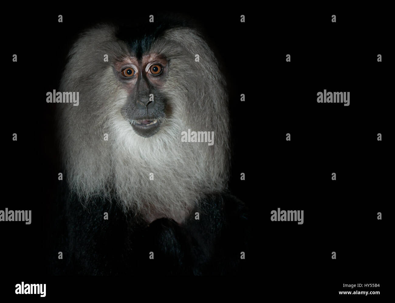 Lion Tailed Macaque Stock Photo