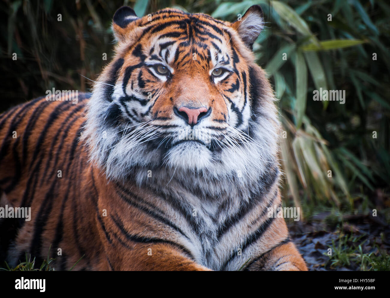 A Sumatran Tiger sitting in the undergrowth Stock Photo