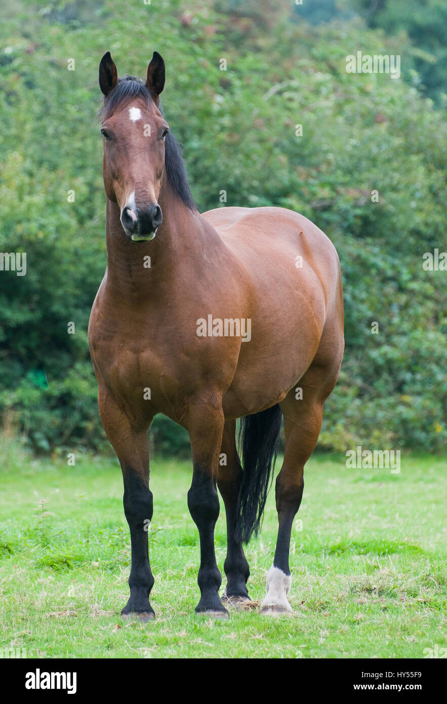 Brown horse in a field Stock Photo - Alamy