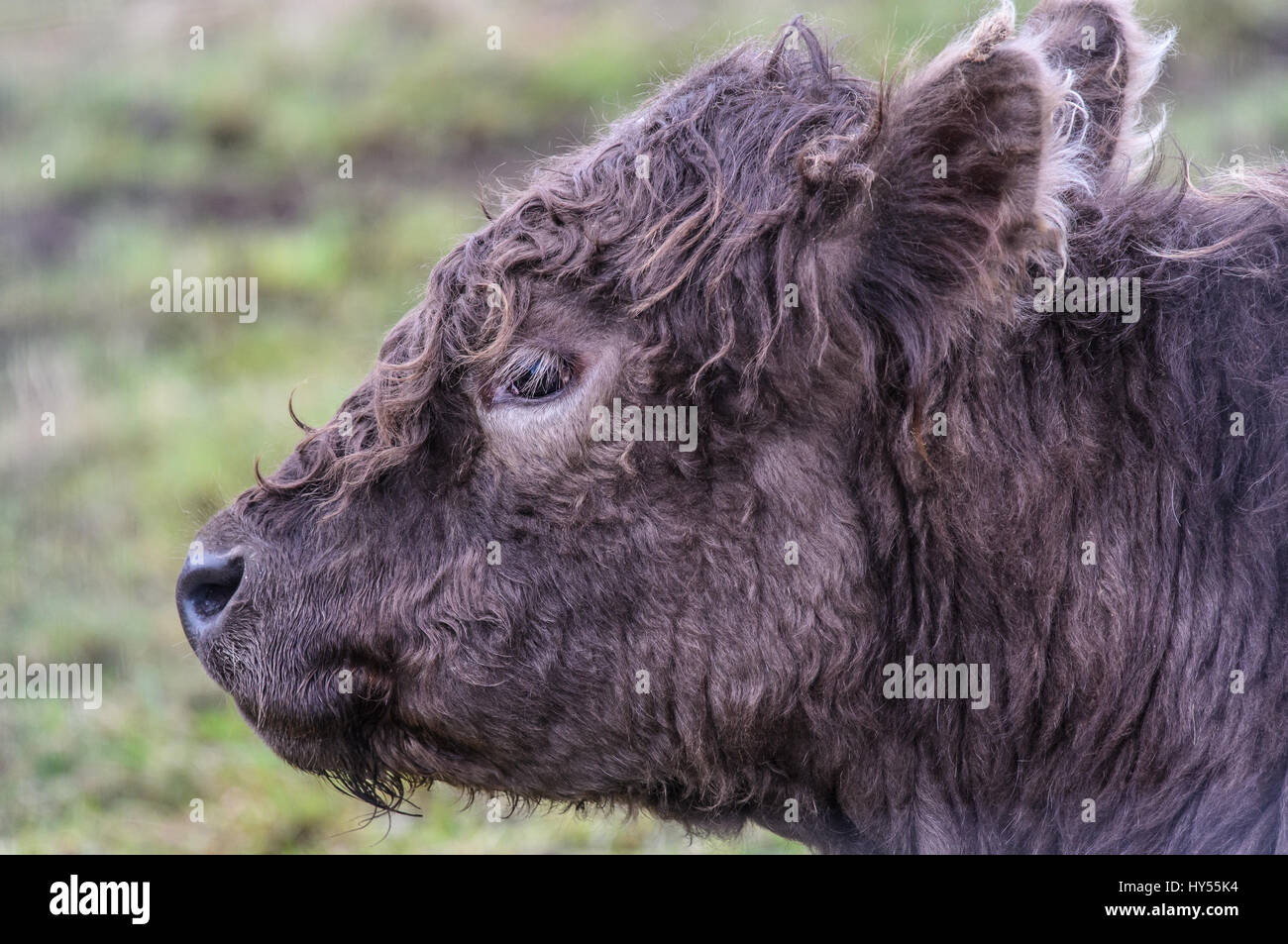 Dairy cow face close up hi-res stock photography and images - Alamy