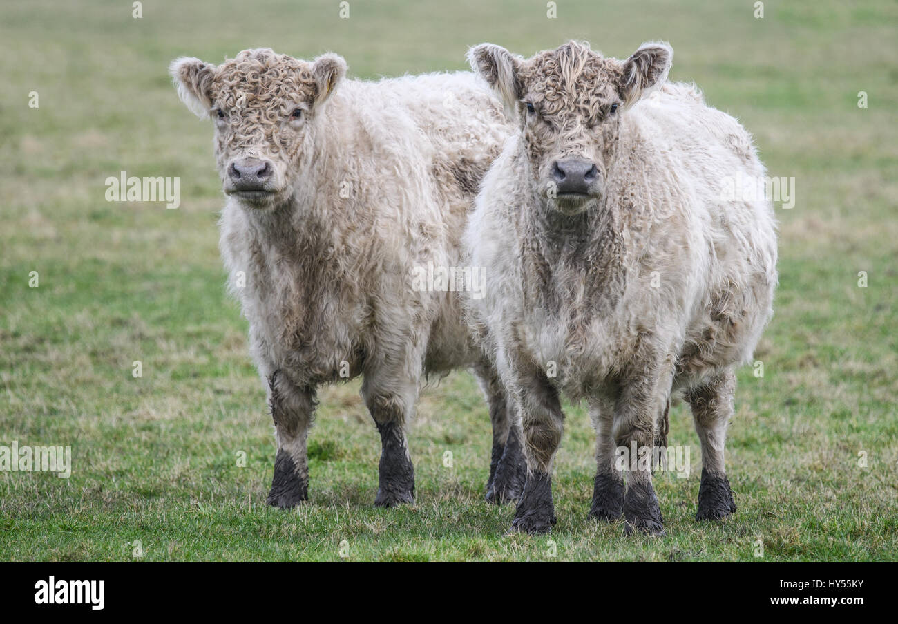 Two Cows standing together in a field Stock Photo