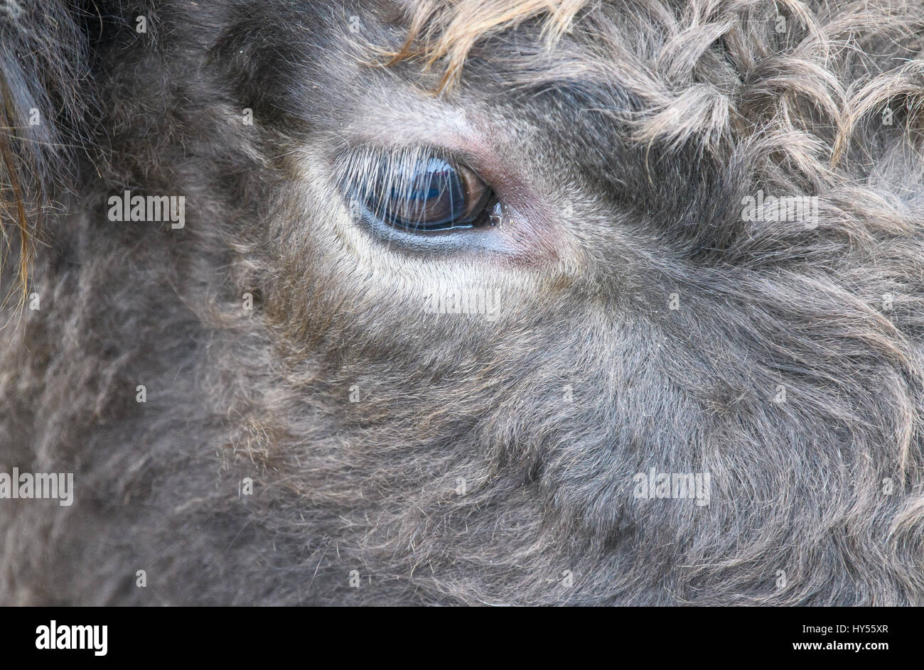 Close up of a Cows  face Stock Photo