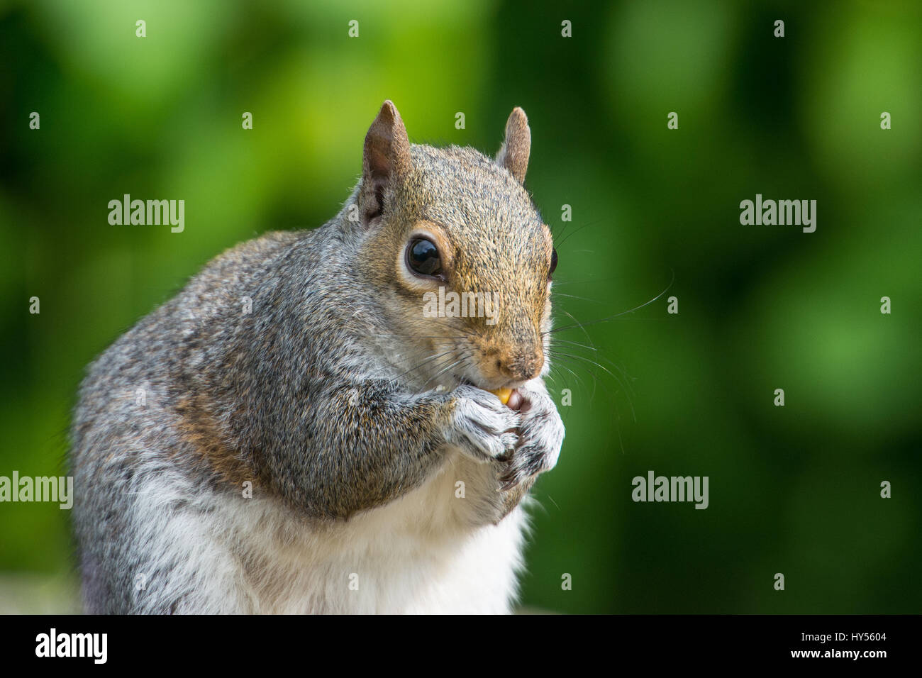 Grey Squirrel Stock Photo