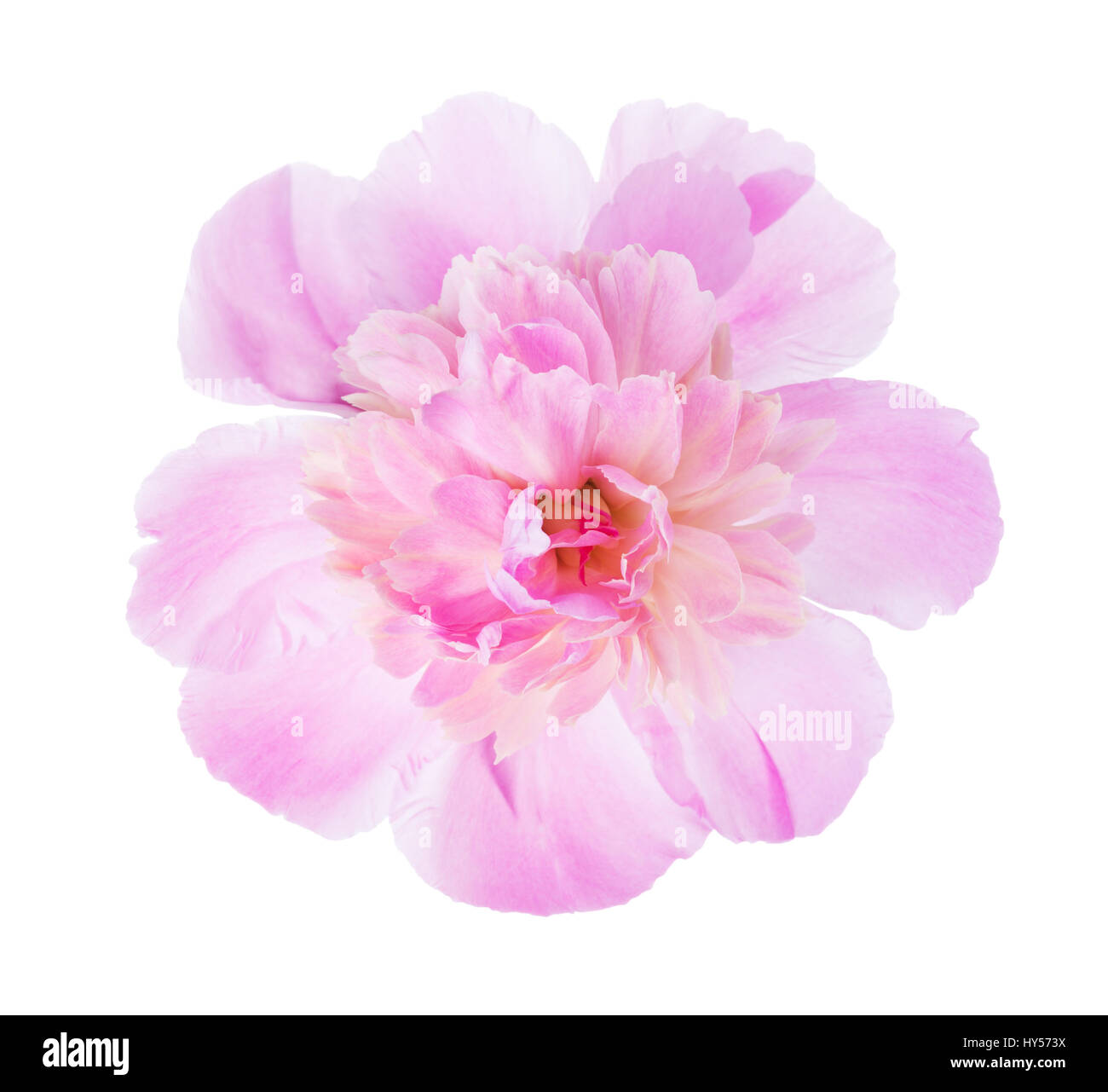 Pink peony isolated on white background Stock Photo - Alamy