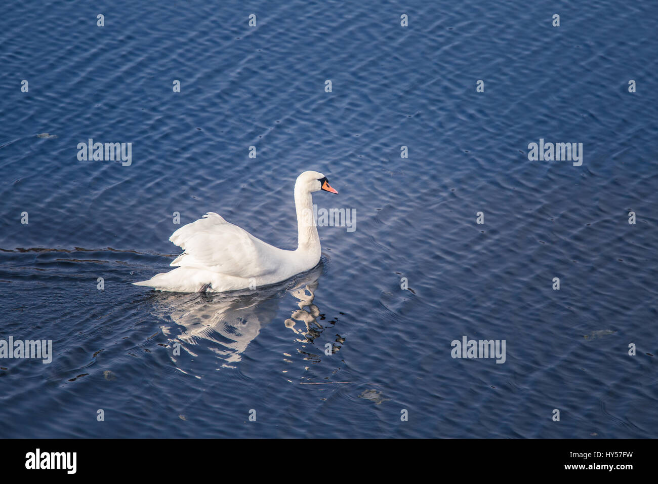 A beautiful white swan swimming in a lake with reeds Stock Photo - Alamy