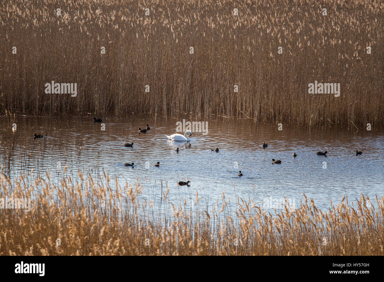 A beautiful white swan swimming in a lake with reeds Stock Photo - Alamy