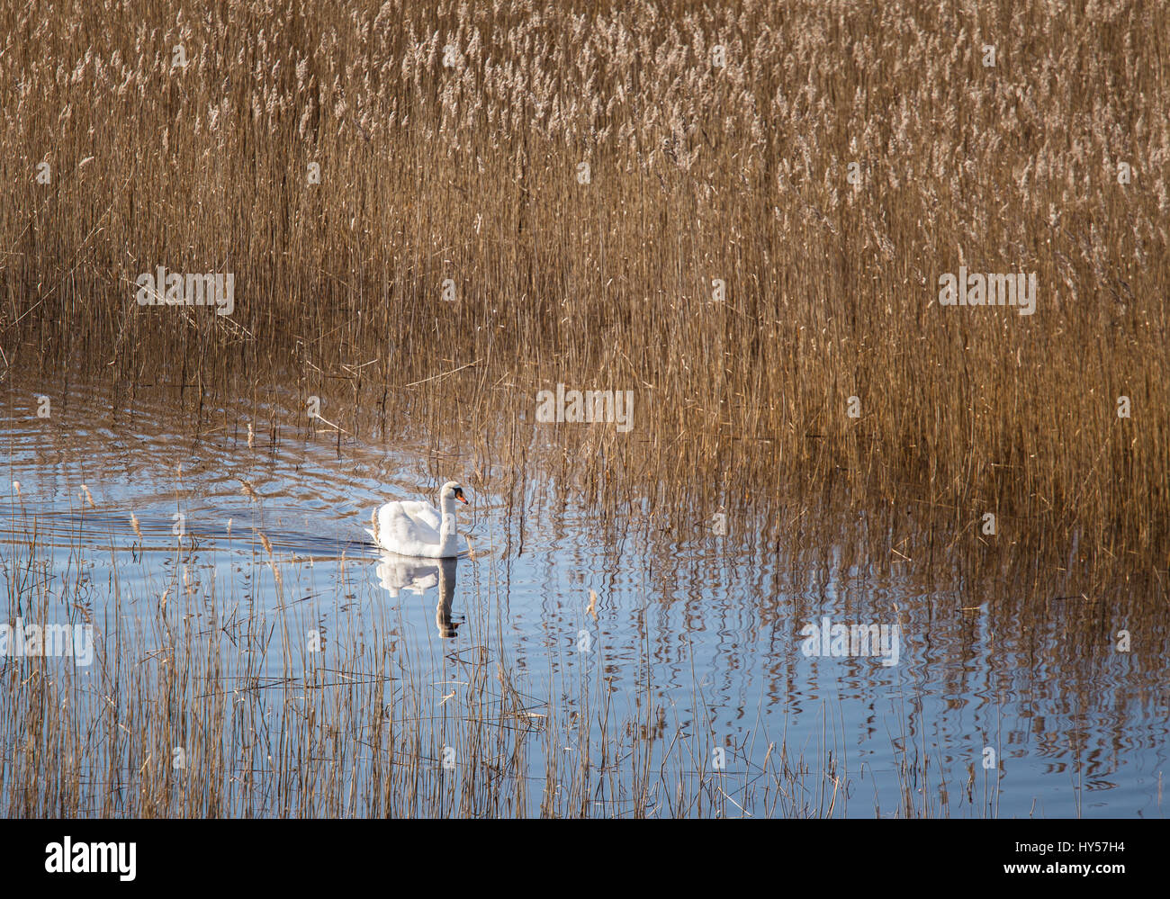 A beautiful white swan swimming in a lake with reeds Stock Photo - Alamy
