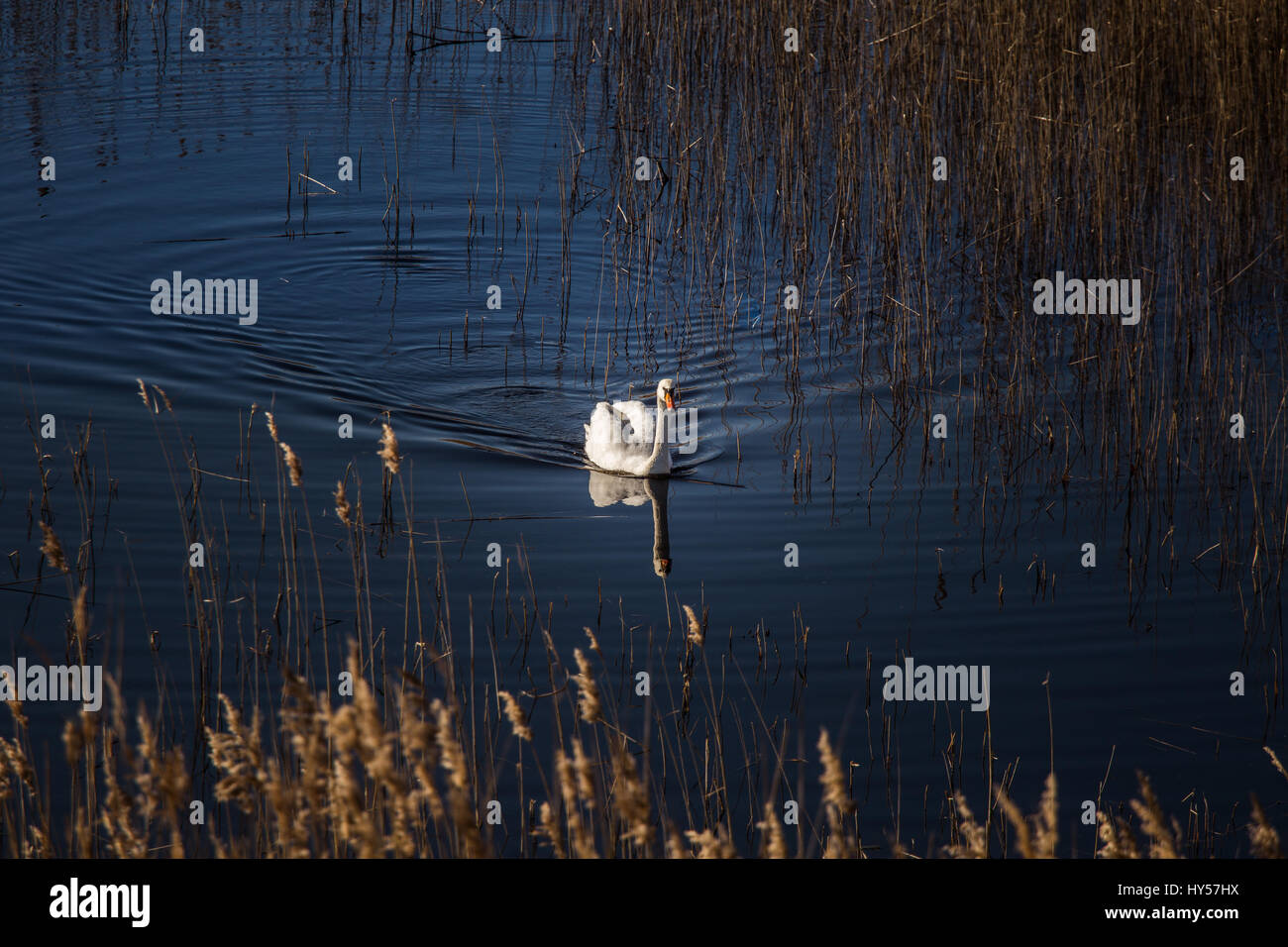 A beautiful white swan swimming in a lake with reeds Stock Photo - Alamy