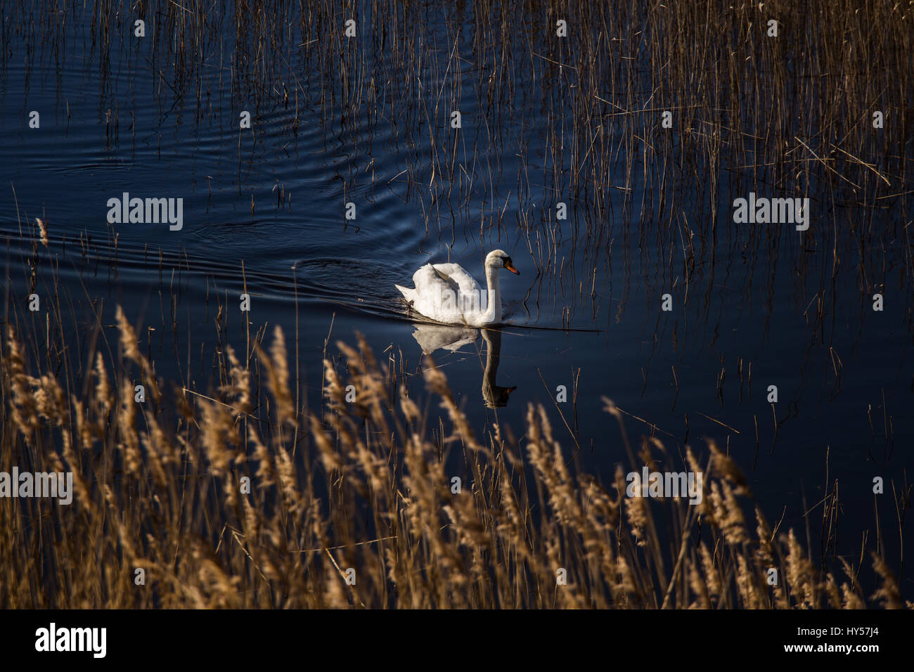 A beautiful white swan swimming in a lake with reeds Stock Photo - Alamy