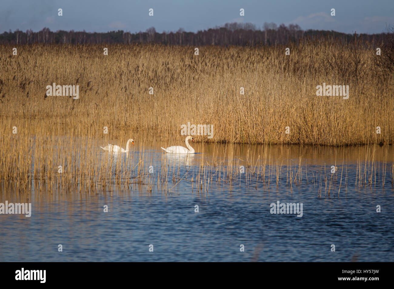 A beautiful white swan swimming in a lake with reeds Stock Photo - Alamy