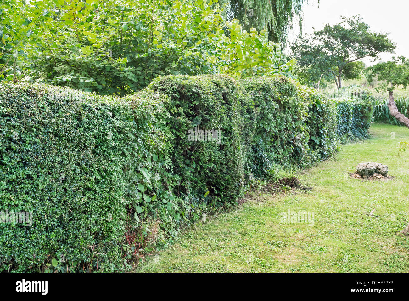 Clipped garden hedge hires stock photography and images Alamy