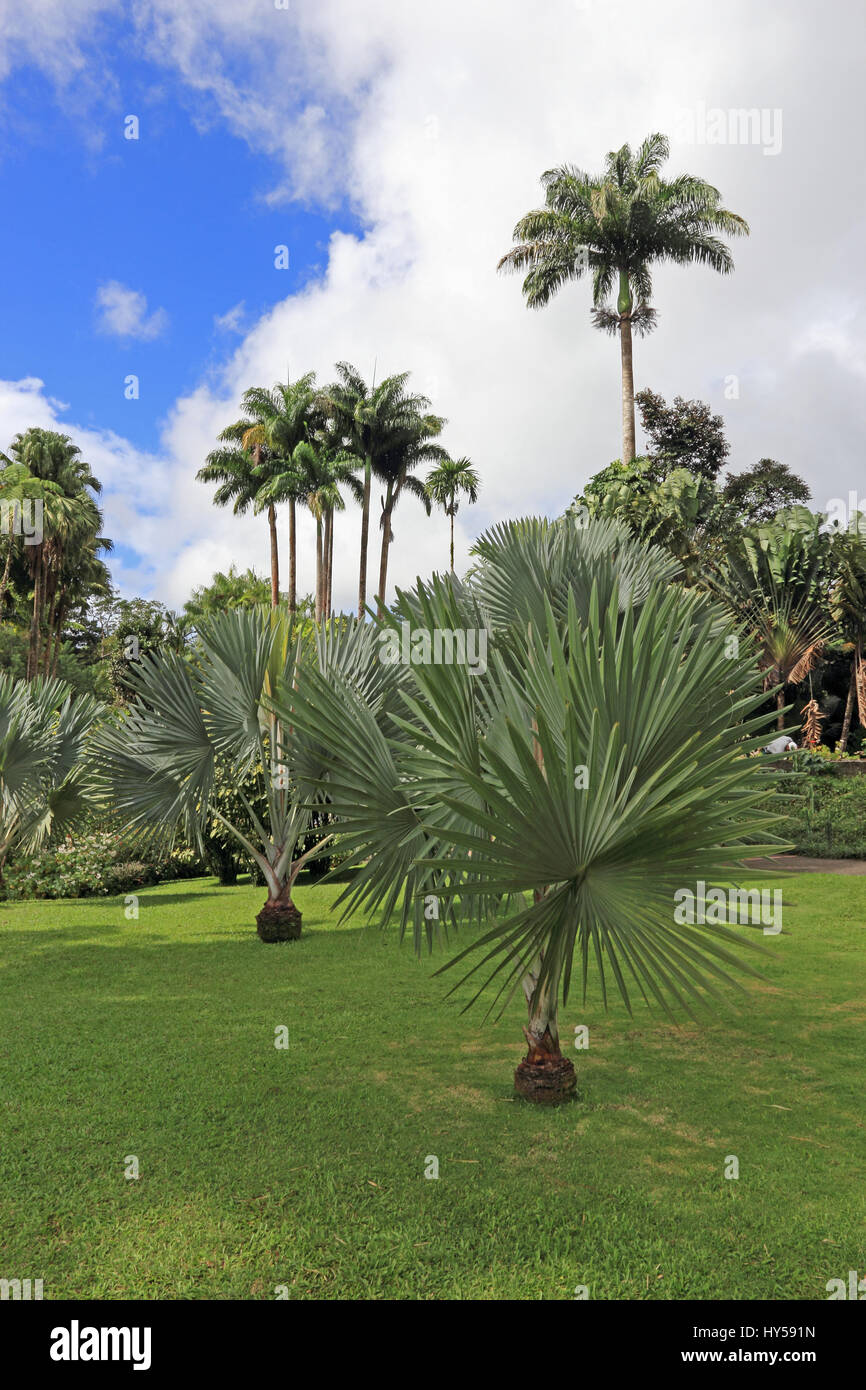 Specimen palm tree growing in Jardin de Balata gardens, Martinique Stock Photo
