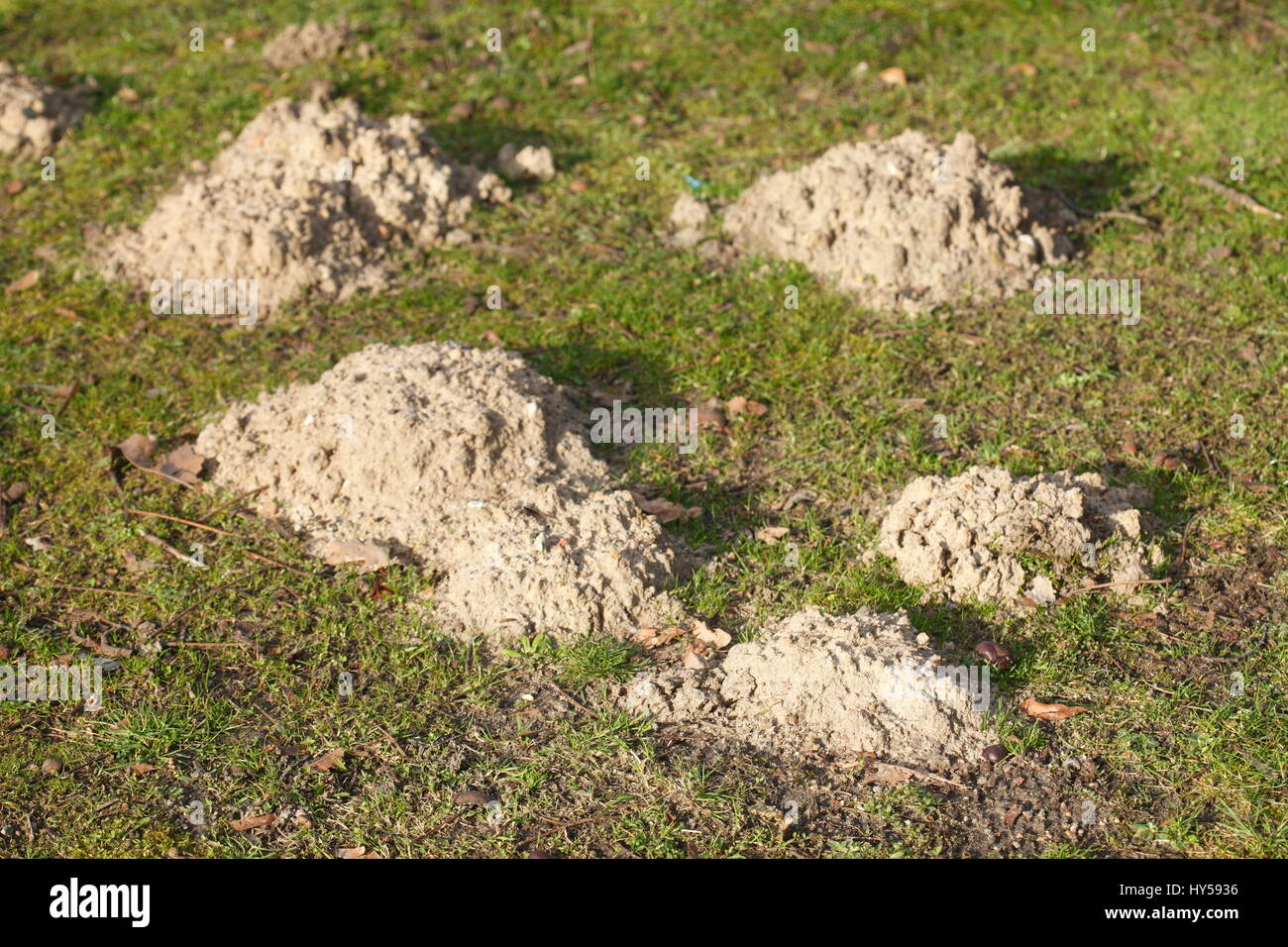 Mole hills on a Meadow Stock Photo - Alamy