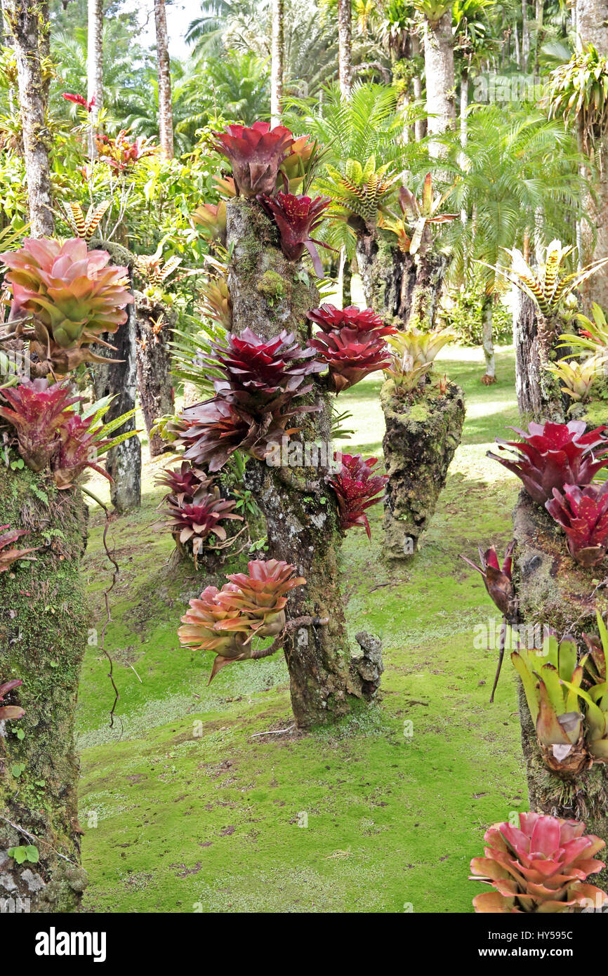 Bromeliads (Bromeliaceae) growing in Jardin de Balata, Martinique Stock Photo