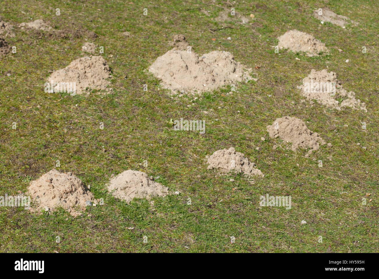 Mole weed hi-res stock photography and images - Alamy