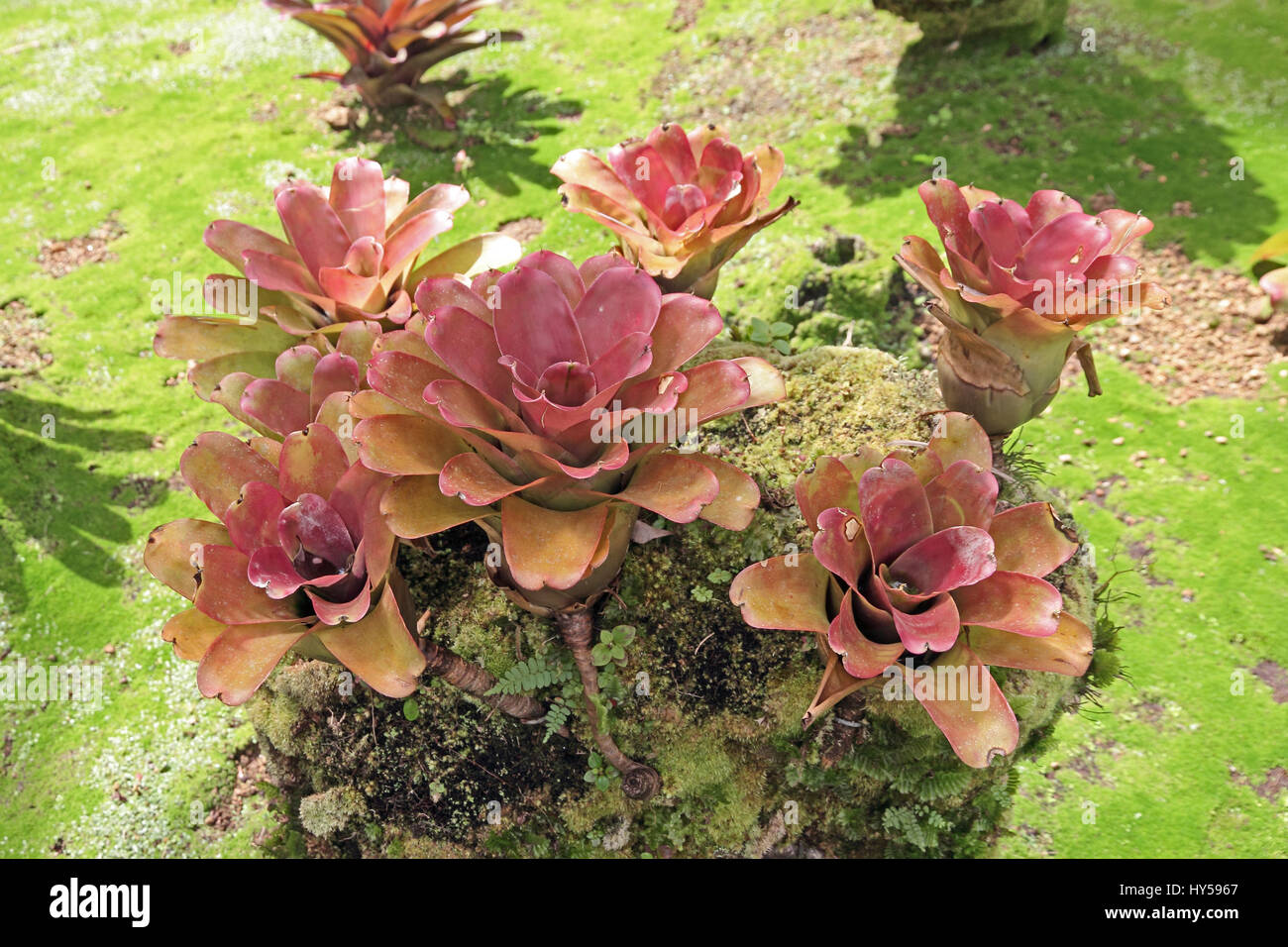Bromeliads (Bromeliaceae) growing in Jardin de Balata, Martinique Stock Photo