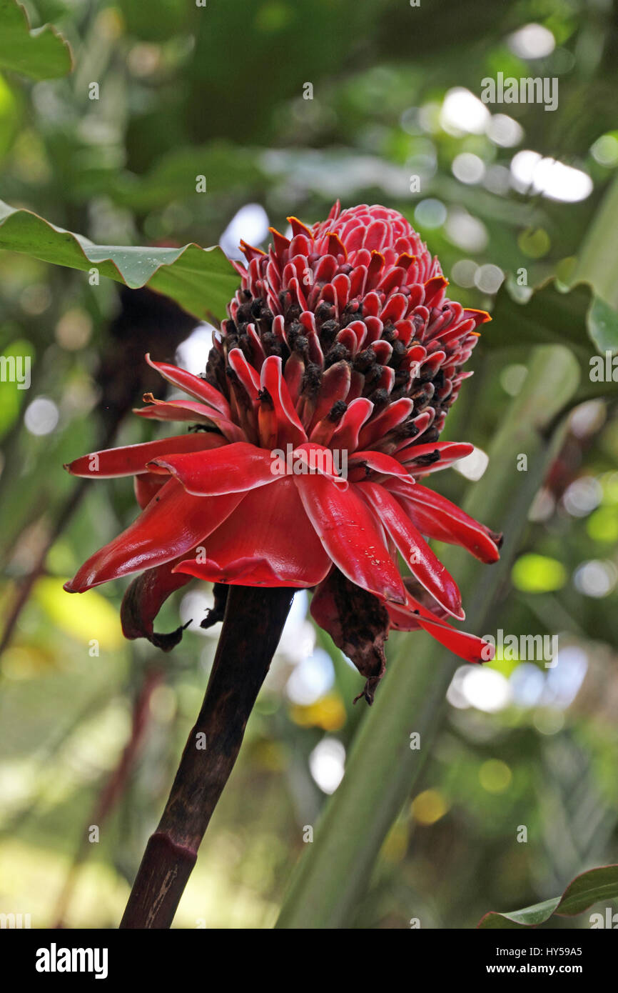Rose de Porcelaine (etlingera eliator) tropical flower, Jardin de Balata, Martinique Stock Photo
