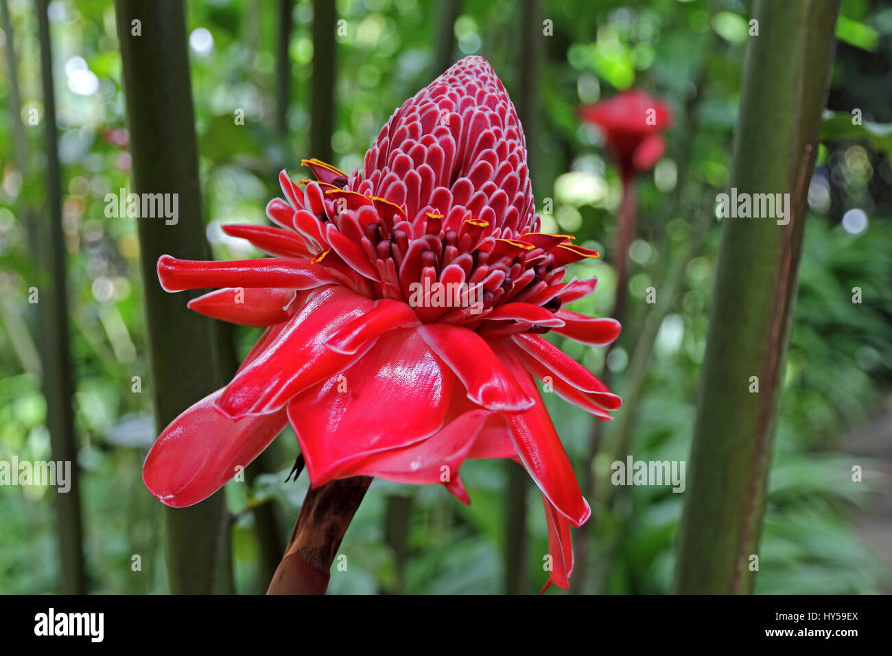 Rose de Porcelaine (etlingera eliator) tropical flower, Jardin de Balata, Martinique Stock Photo