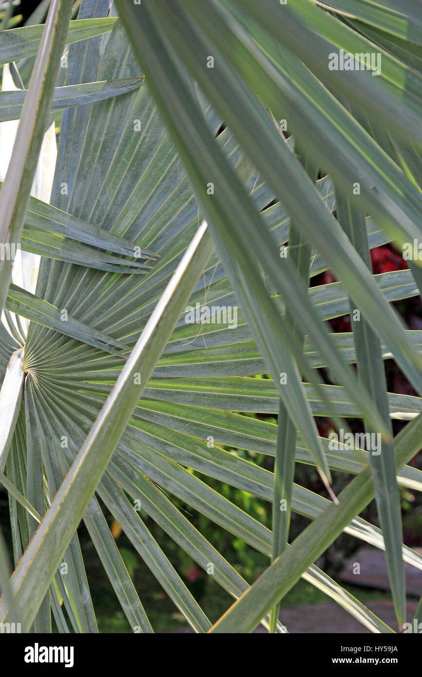 Criss crossed palm leaves, Jardin de Balata, Martiniuque Stock Photo