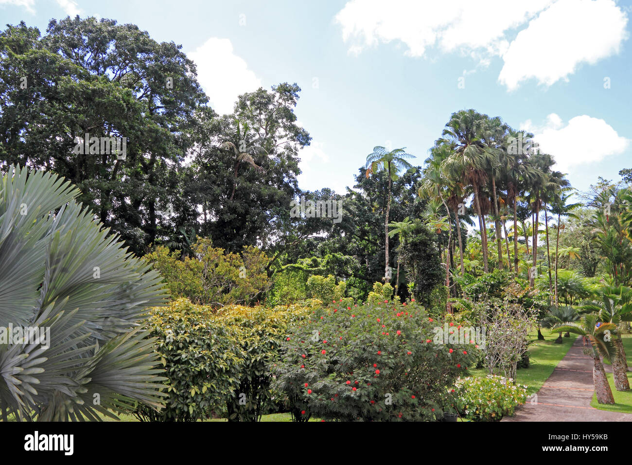 Tropical plants in Jardin de Balata gardens, Martinique Stock Photo