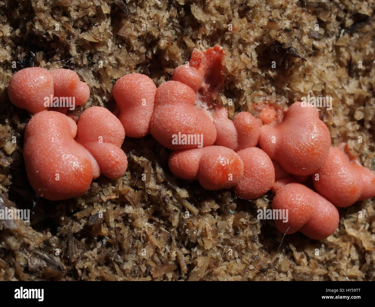 Lycogala epidendrum, Mycetozoa Stock Photo