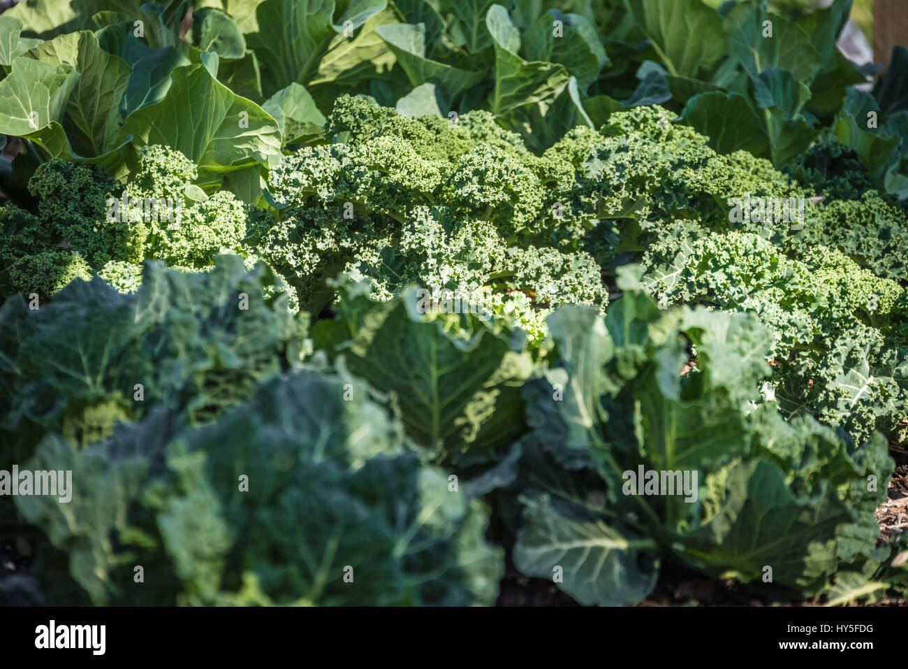 Community garden greens in Metro Atlanta, USA Stock Photo Alamy