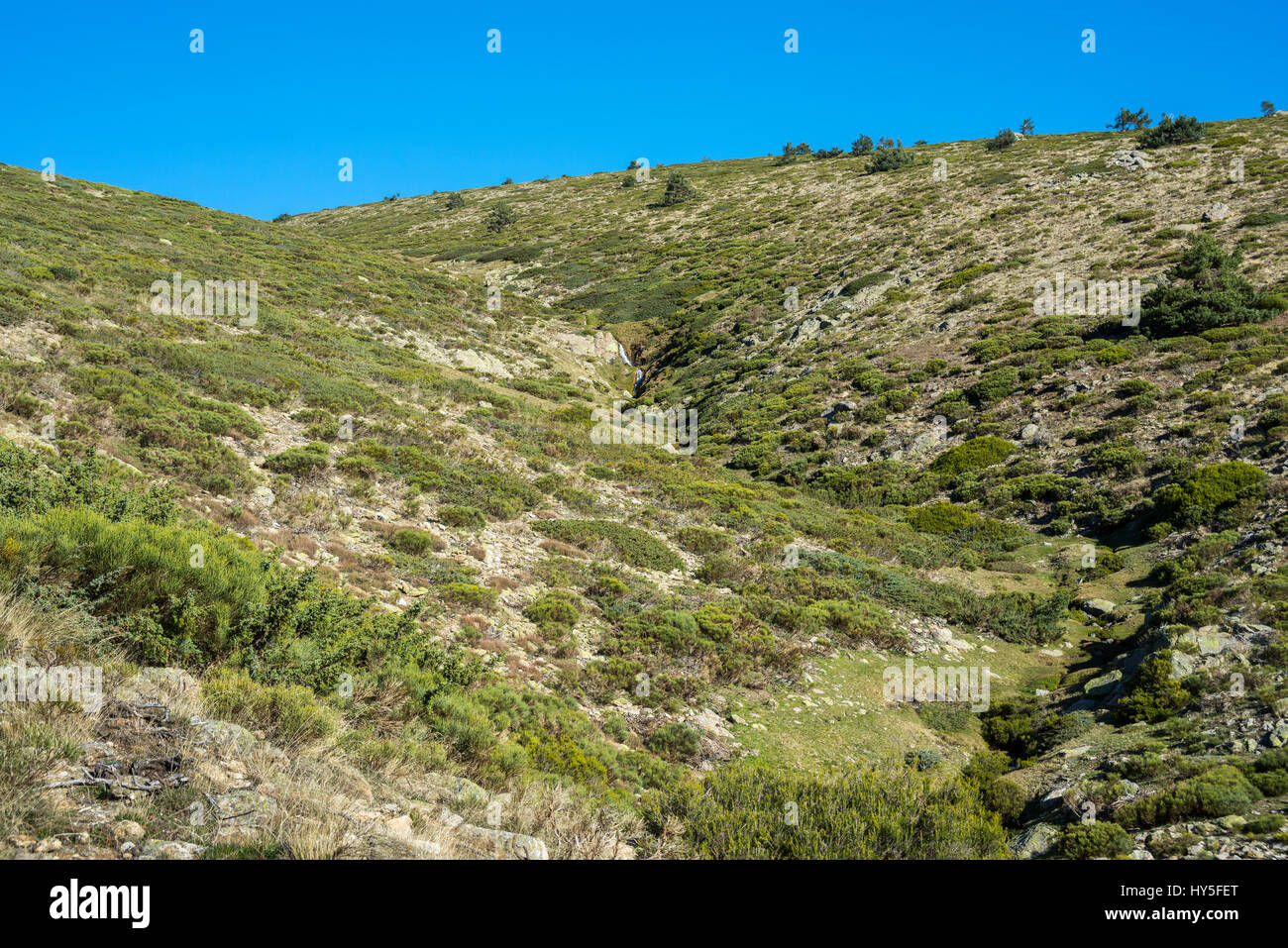 Padded brushwood (Cytisus oromediterraneus and Juniperus communis) near Hornillo Stream, in Guadarrama Mountains National Park, Spain Stock Photo