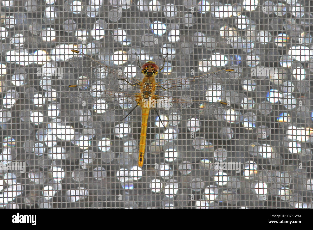Dragonfly red-veined darter Latin name sympetrum fonscolombii or fonscolumbei resting on a screen door with sparkling light from glass shining behind Stock Photo