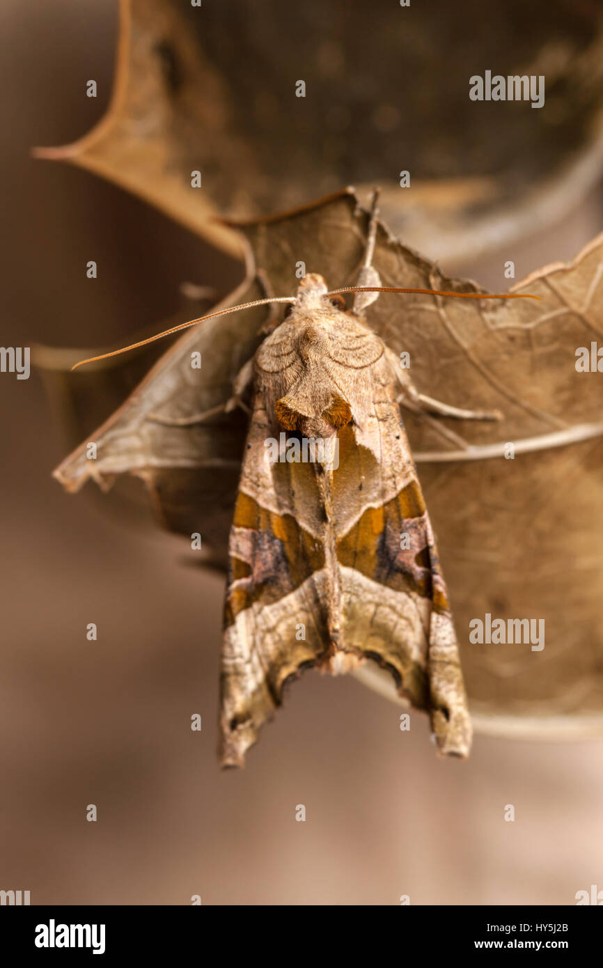 Angle Shades (Phlogophora meticulosa) moth Stock Photo