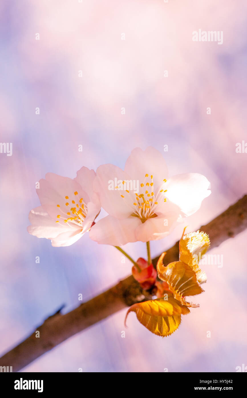 Closeup view of two Japanese cherry tree - sakura flowers of soft pink ...