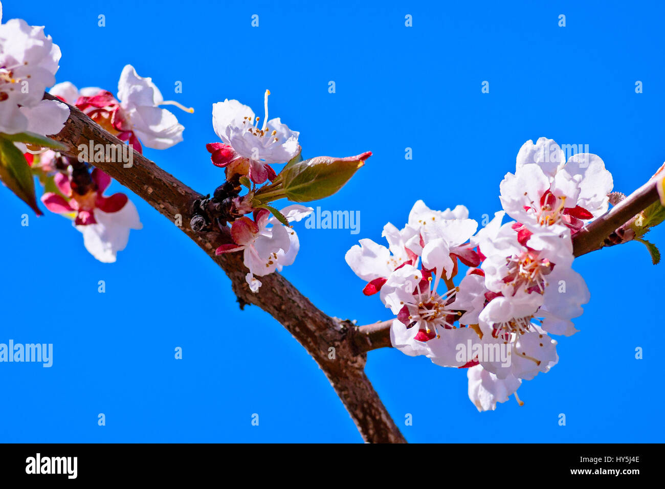 Branch of Japanese apricot (prunus mume, plum blossoms) tree in bloom