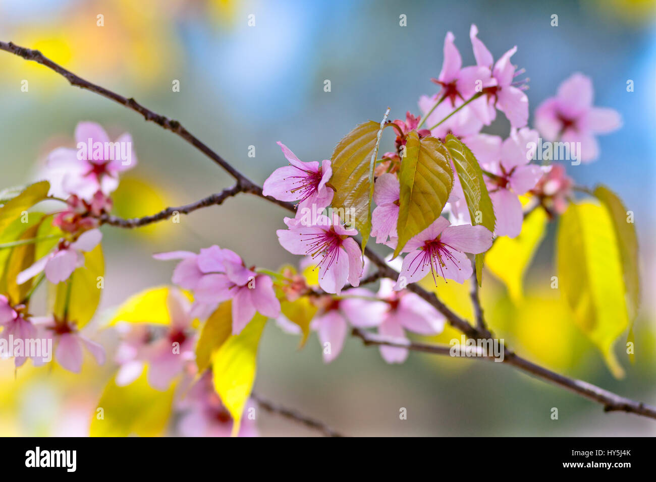 Beautiful pink flowers of a Japanese cherry tree - sakura against the ...