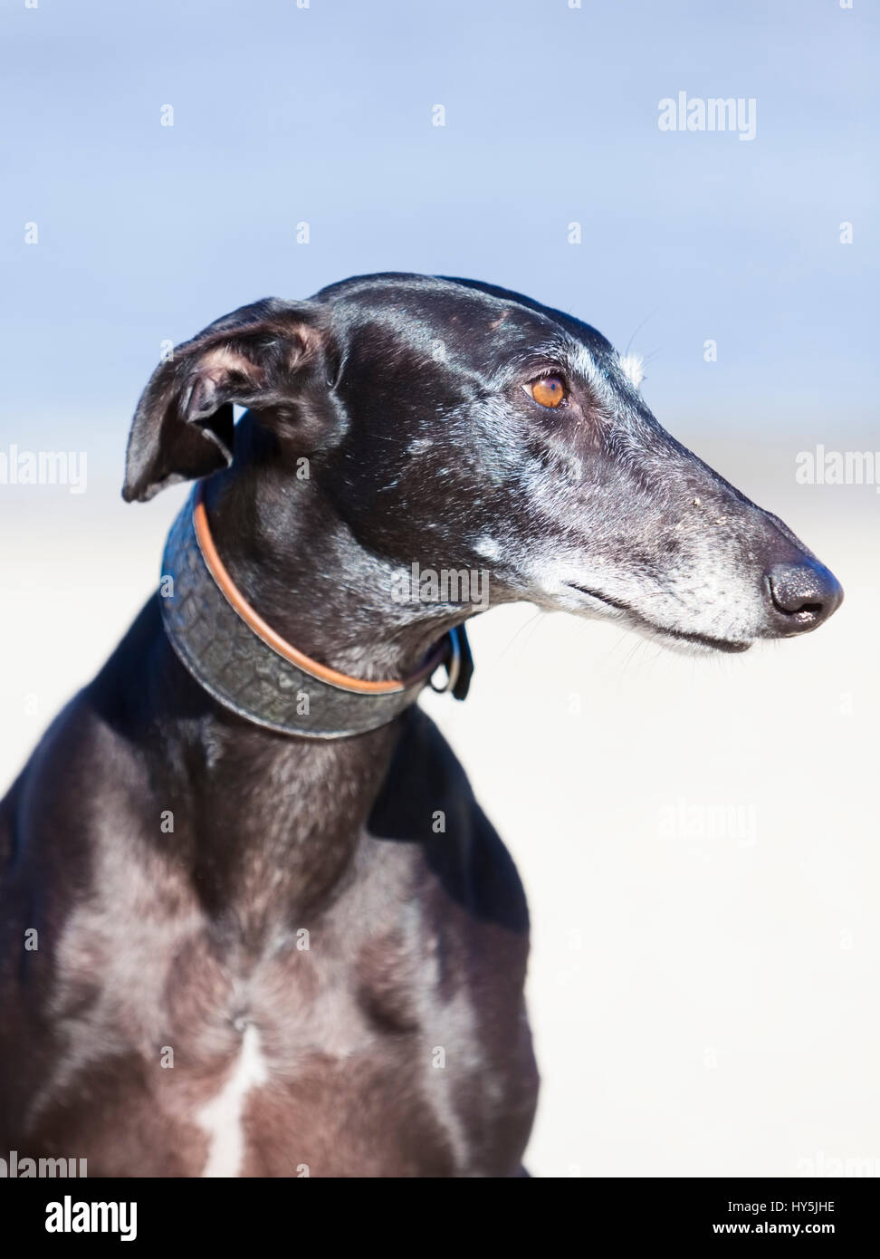 Outdoor portrait of purebred black Galgo Espanol sighthound Stock Photo